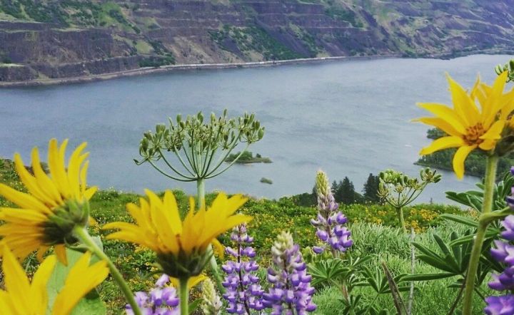 Wildflowers In Oregon