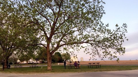 This One-Of-A-Kind Pecan Farm In Georgia Serves Up Fresh Homemade Pie To Die For