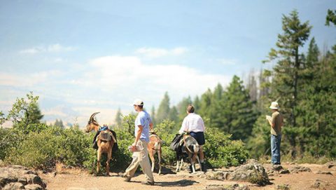 Hang Out With Goats At This One Of A Kind Farm Campground In Oregon