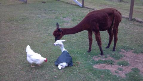 You'll Want To Drop Everything And Tour This Adorable Washington Alpaca Farm