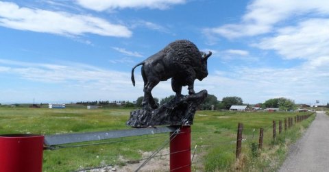 Hang Out With Bison At This One Of A Kind Farm Campground In Wyoming