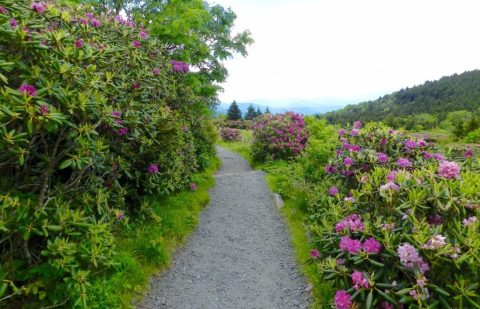 5 Stunning Wildflower Trails Around The U.S. That Will Stop You In Your Tracks