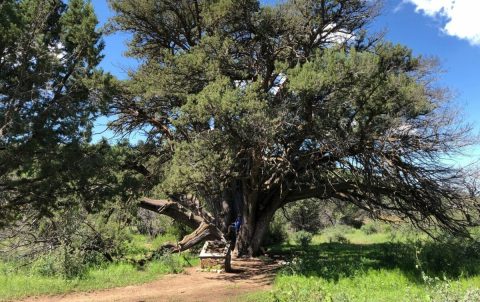 There’s No Other Historical Landmark In Arizona Quite Like This 2,000-Year-Old Tree