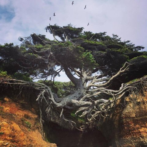 There’s No Other Historical Landmark In Washington Quite Like This Century Old Tree