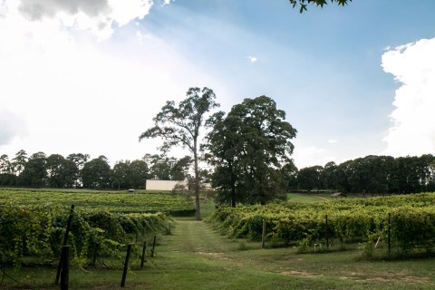 This Hidden Vineyard In Louisiana Is Worthy Of Its Own Day Trip