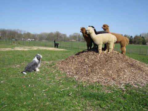 Visit This Detroit Alpaca Farm For A Fun And Fuzzy Adventure