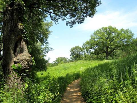 It's Impossible Not To Love This Breathtaking Wild Flower Trail In Minnesota