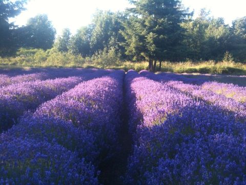 Washington's Annual Lavender Festival Belongs On Your Summer Bucket List