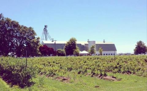 Take The Whole Family On A Day Trip To This Pick-Your-Own Berry Farm In Oregon