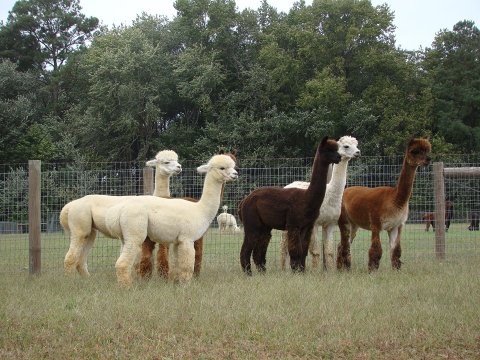 Visit This Delaware Alpaca Farm For A Fun And Fuzzy Adventure