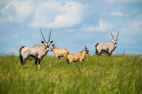 Adventure Awaits At This Drive-Thru Safari Park In Tennessee