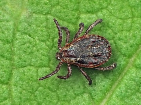 You Won’t Be Happy To Hear That Arizona Is Experiencing A Major Surge Of Ticks This Year