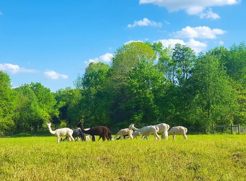 Visit This Illinois Alpaca Farm For A Fun And Fuzzy Adventure