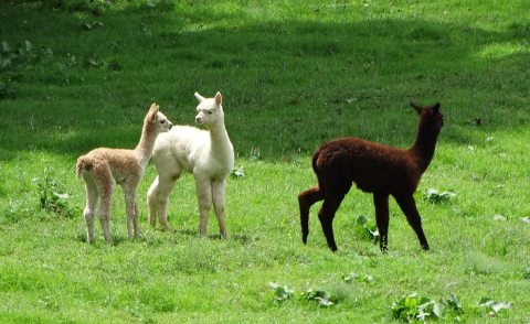 Visit This Kentucky Alpaca Farm For A Fun And Fuzzy Adventure