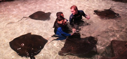 Play With Stingrays At This South Carolina Aquarium For An Absolutely Adorable Adventure