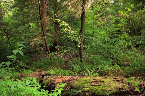 Hike This Forest Near Pittsburgh That’s Home To 400-Year-Old Trees