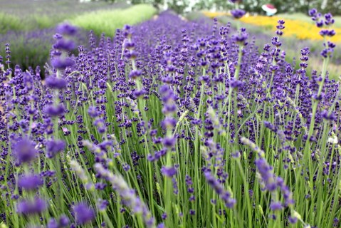 Get Lost In This Beautiful Lavender Farm In South Carolina