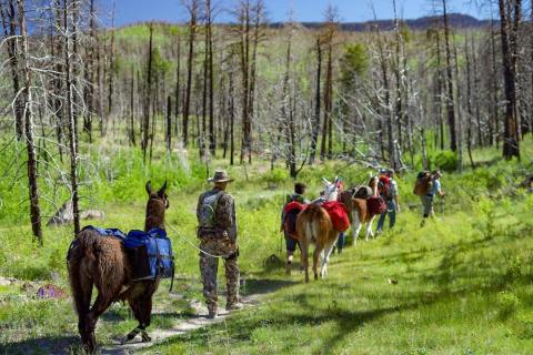 Go Hiking With Llamas In Nevada For An Adventure Unlike Any Other