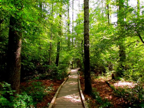 Georgia's Most Refreshing Hike Will Lead You Straight To A Beautiful Swimming Hole