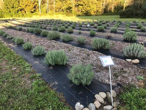 Pennsylvania’s Annual Lavender Festival Belongs On Your Summertime Bucket List