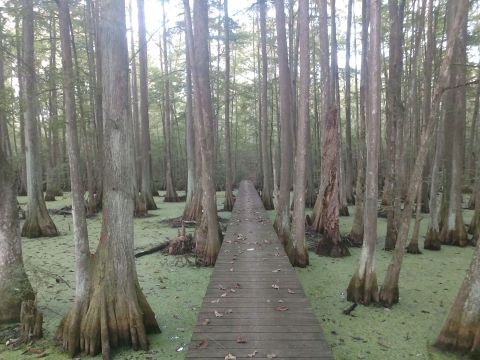 These 7 Easy Loop Trails In Louisiana Are Perfect For A Weekend Adventure