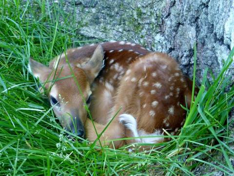 The One Of A Kind Deer Park In Pennsylvania That Your Kids Will Absolutely Love