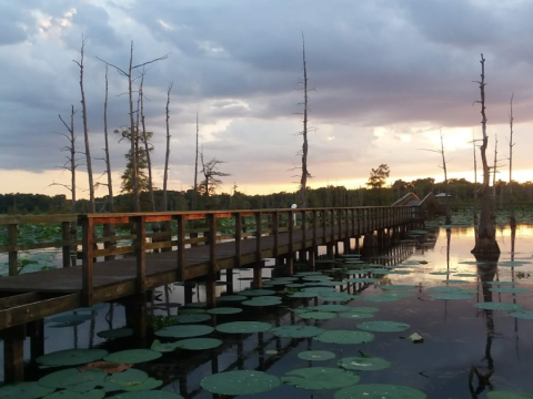 8 Swamp Trails That Will Show You How Beautiful Louisiana Truly Is