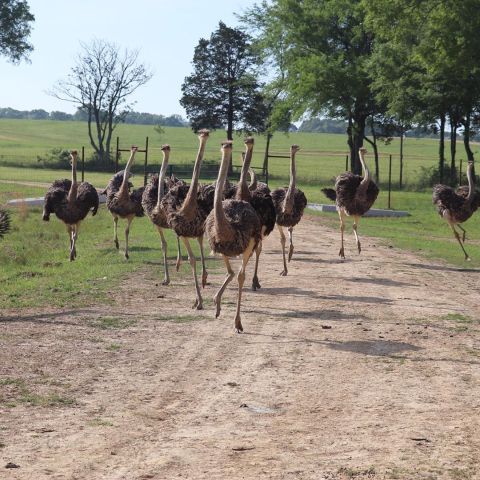 Adventure Awaits At This Drive-Thru Safari Park In Mississippi