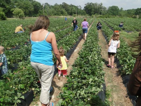 Take The Whole Family On A Day Trip To This Pick-Your-Own Strawberry Farm Near New Orleans