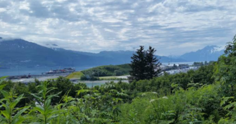 Wildflowers Will Surround You On This Enchanting And Easy Spring Hike Through Alaska