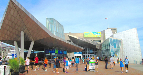 You Can Pet Real Live Sharks And Sting Rays At The Largest Aquarium In Massachusetts