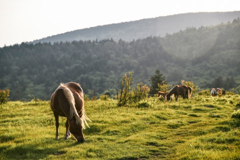 The One Park In Virginia With Wild Ponies, Camping, And Trails Truly Has It All