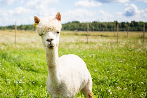 Hang Out With Alpacas At This Charming Country Farm In Massachusetts