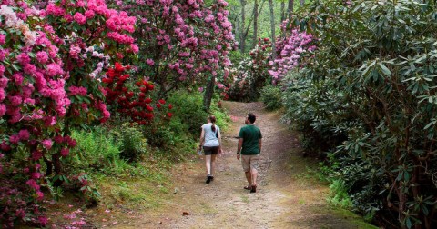 Wander Through Flowers As Tall As Trees At This Spectacular Spring Festival In Massachusetts