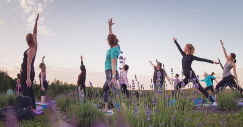 Massachusetts' Annual Lavender Festival Belongs On Your Springtime Bucket List