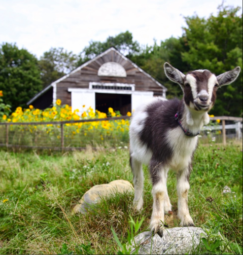 Snuggle Goats And Eat Burritos At This Exceptionally Unique Spring Farm Experience In Maine