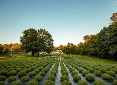 Sleep Under The Stars At This Maine Lavender Farm For An Experience Unlike Any Other