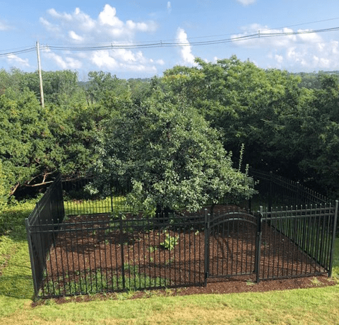 There’s No Other Historical Landmark In Massachusetts Quite Like This 350-Year-Old Tree