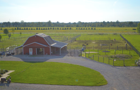 Visit This Ohio Alpaca Farm For A Fun And Fuzzy Adventure