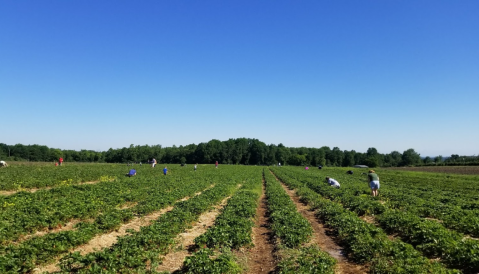 Take The Whole Family On A Day Trip To This Pick-Your-Own Strawberry Farm In New York