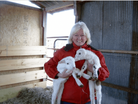 Spend The Night At This Charming Sheep Farm B&B In Arkansas For An Unforgettable Adventure