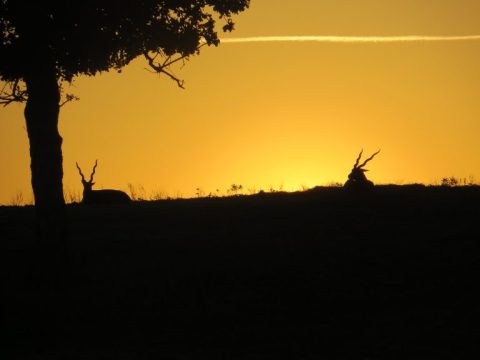 There's A Sunset Safari Tour Right Here In Texas And It's As Amazing As It Sounds