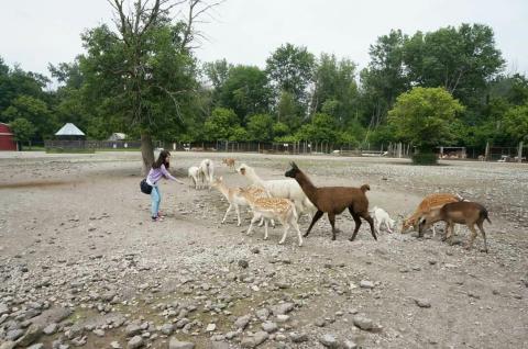 The One-Of-A-Kind Deer Park In Ohio That Your Kids Will Absolutely Love