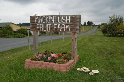 Take The Whole Family On A Day Trip To This Pick-Your-Own Strawberry Farm In Virginia