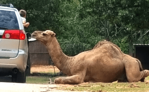 Adventure Awaits At This Drive-Thru Safari Park In Oklahoma