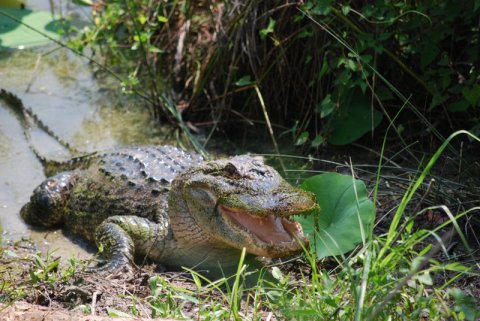 It's Prime Season For Alligators In This Corner Of Oklahoma That Looks Like A Marshland