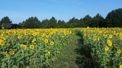 This U-Pick Sunflower Farm In Texas Is The Perfect Way To Spend An Afternoon