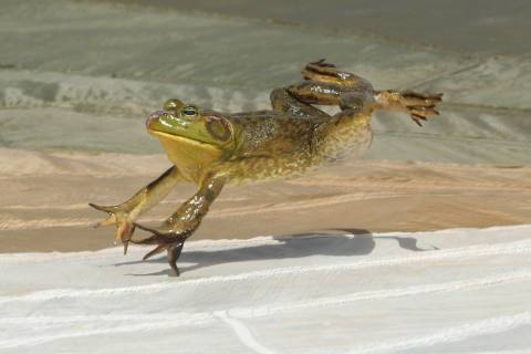 This Frog Fest Near Cleveland Will Have You Hippity-Hopping For Joy This Summer