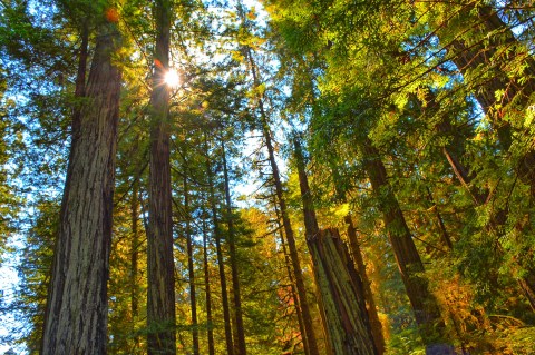 Hike This Ancient Forest In Maine That’s Home To 300-Year-Old Trees