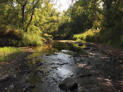 This 2.5-Mile Hike In North Dakota Takes You Through An Enchanting Forest